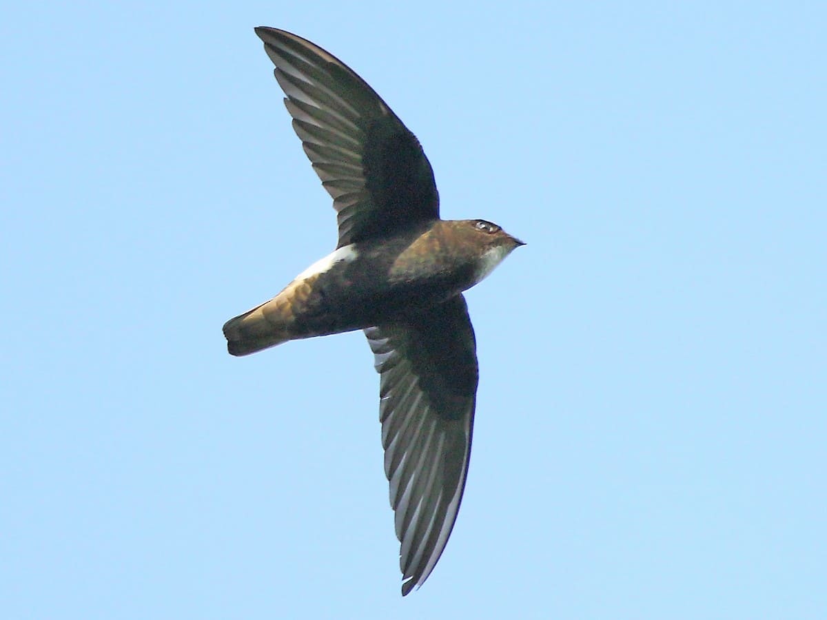 Little Swift (Indian House Swift)